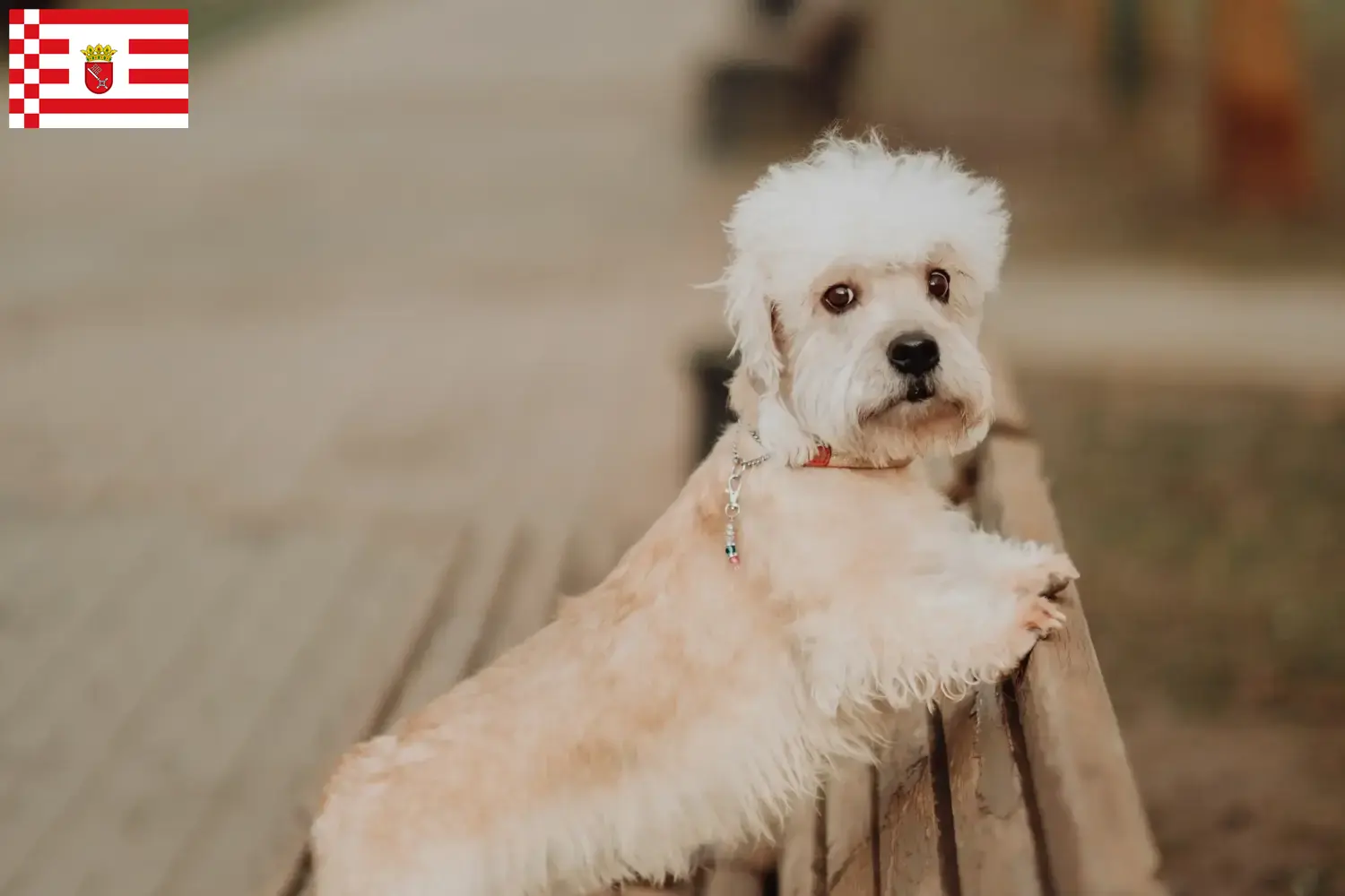 Read more about the article Dandie Dinmont Terrier criadores e cachorros em Bremen