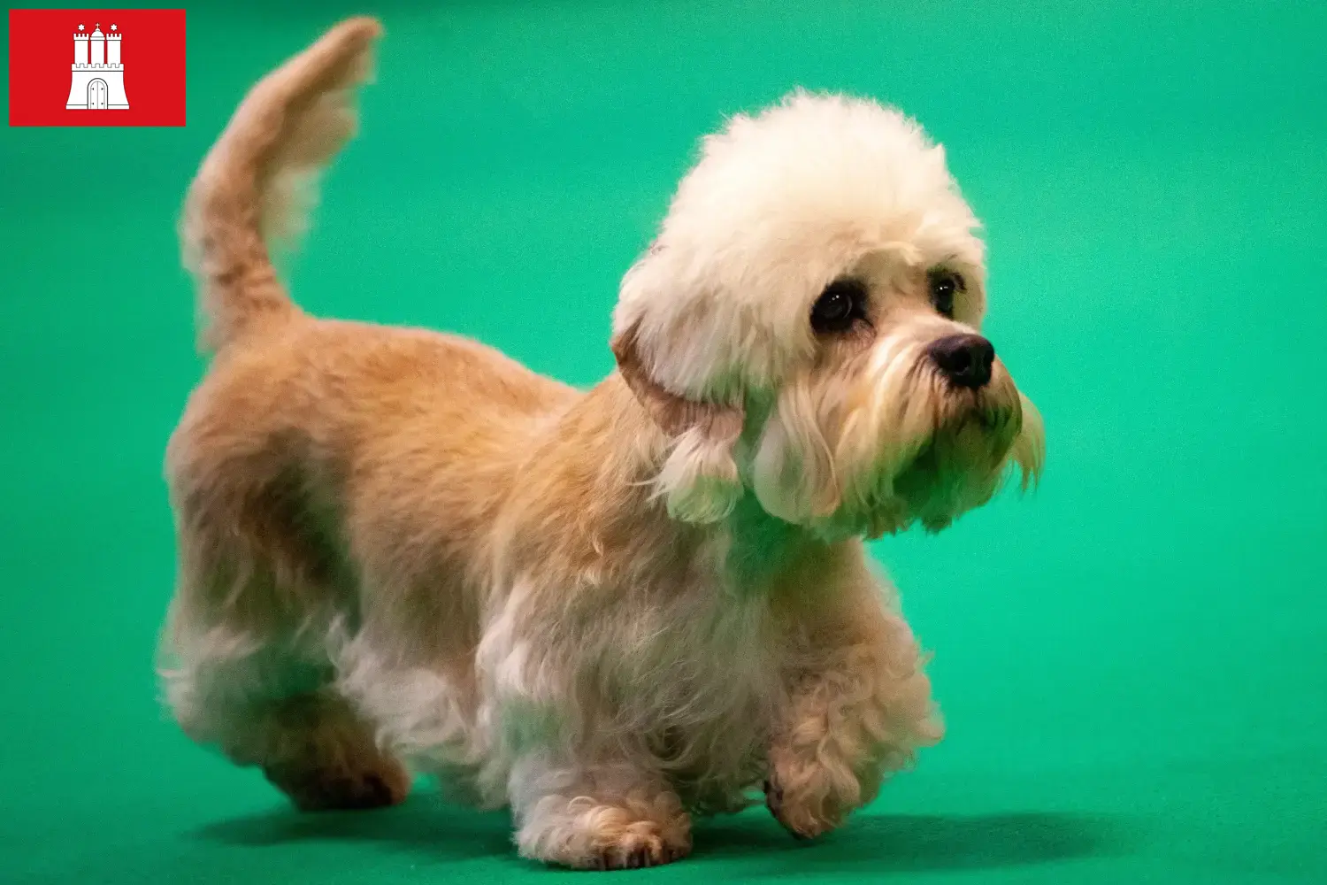 Read more about the article Criadores de Dandie Dinmont Terrier e cachorros em Hamburgo