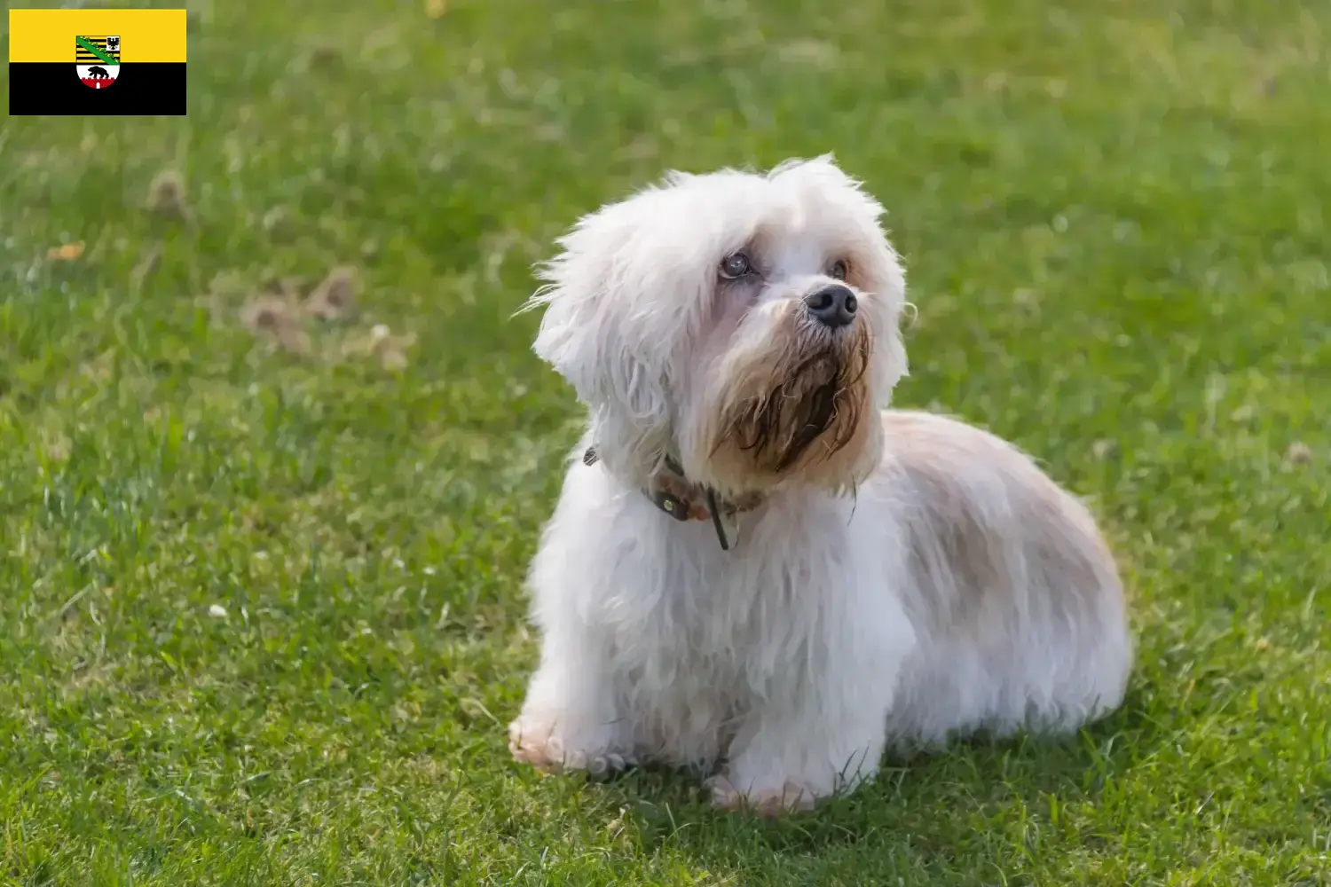 Read more about the article Criadores de Dandie Dinmont Terrier e cachorros em Saxónia-Anhalt