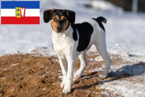 Read more about the article Criadores de cães de quinta dinamarqueses-suecos e cachorros em Schleswig-Holstein