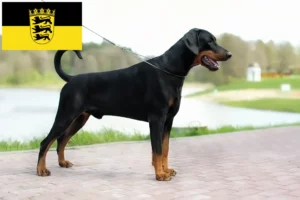 Read more about the article Criadores de Dobermann e cachorros em Baden-Württemberg