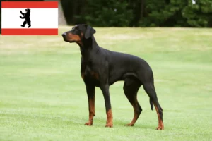 Read more about the article Criadores de Dobermann e cachorros em Berlim