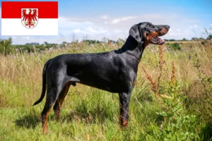 Read more about the article Criadores de Dobermann e cachorros em Brandenburg