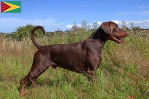 Read more about the article Criadores de Doberman e cachorros na Guiana