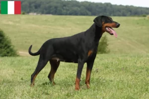 Read more about the article Criadores de Doberman e cachorros em Itália