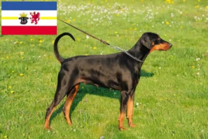 Read more about the article Criadores de Dobermann e cachorros em Mecklenburg-Vorpommern