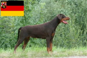 Read more about the article Criadores de Dobermann e cachorros em Renânia-Palatinado