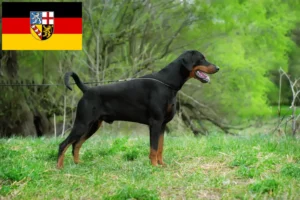 Read more about the article Criadores de Dobermann e cachorros em Saarland