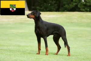 Read more about the article Criadores de Dobermann e cachorros em Saxónia-Anhalt