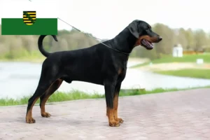 Read more about the article Criadores de Dobermann e cachorros em Saxónia