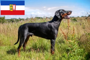 Read more about the article Criadores de Dobermann e cachorros em Schleswig-Holstein