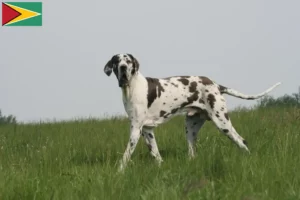 Read more about the article Criadores de Dogue Alemão e cachorros na Guiana