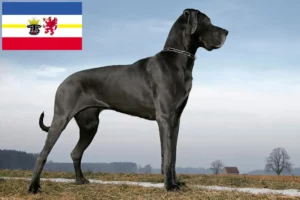 Read more about the article Criadores de Dogue Alemão e cachorros em Mecklenburg-Vorpommern