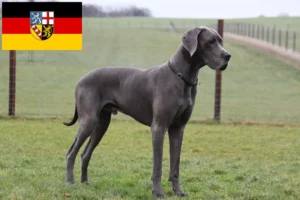 Read more about the article Criadores de Dogue Alemão e cachorros em Saarland