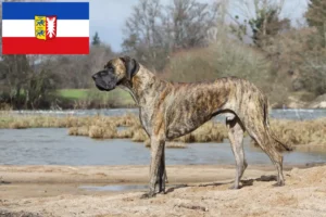 Read more about the article Criadores de Dogue Alemão e cachorros em Schleswig-Holstein