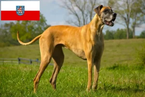 Read more about the article Criadores de Dogue Alemão e cachorros na Turíngia