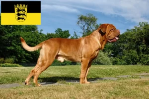 Read more about the article Criadores de Dogue de Bordeaux e cachorros em Baden-Württemberg