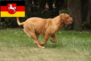 Read more about the article Criadores de Dogue de Bordeaux e cachorros na Baixa Saxónia