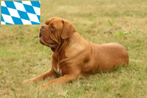 Read more about the article Criadores de Dogue de Bordeaux e cachorros na Baviera