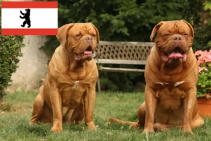 Read more about the article Criadores de Dogue de Bordeaux e cachorros em Berlim