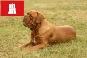 Read more about the article Criadores de Dogue de Bordeaux e cachorros em Hamburgo