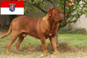 Read more about the article Criadores de Dogue de Bordeaux e cachorros em Hessen