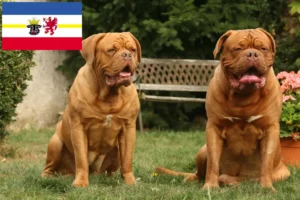 Read more about the article Criadores de Dogue de Bordeaux e cachorros em Mecklenburg-Vorpommern