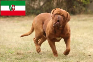 Read more about the article Criadores de Dogue de Bordeaux e cachorros na Renânia do Norte-Vestefália