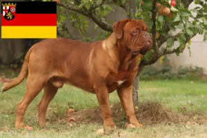 Read more about the article Criadores de Dogue de Bordeaux e cachorros na Renânia-Palatinado