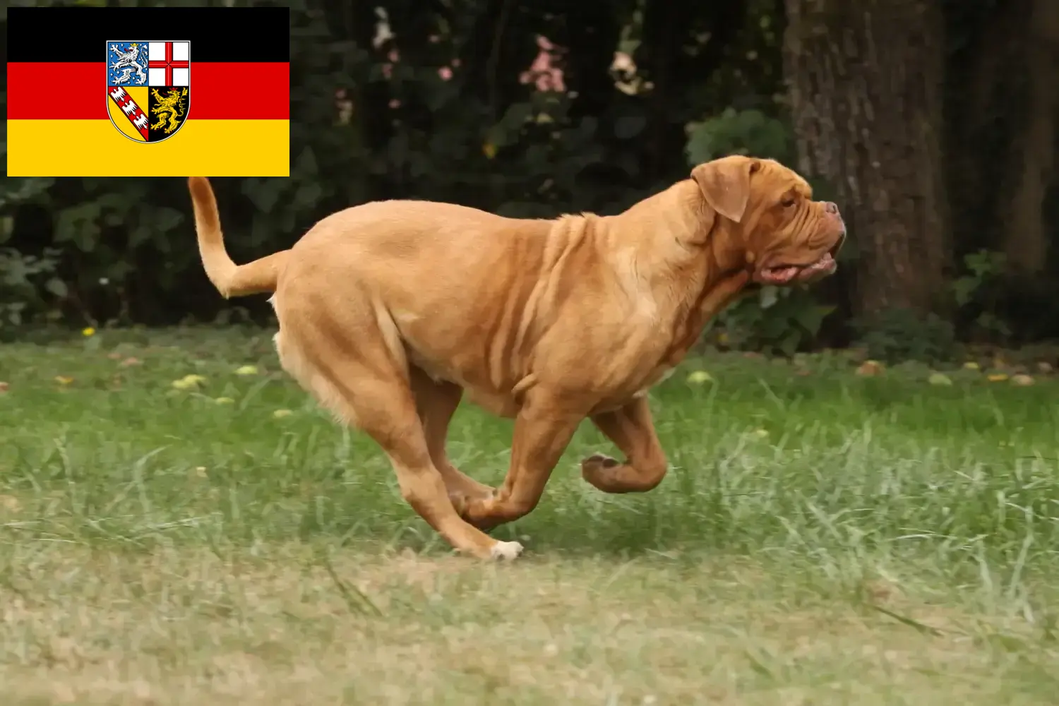 Read more about the article Criadores de Dogue de Bordeaux e cachorros em Saarland