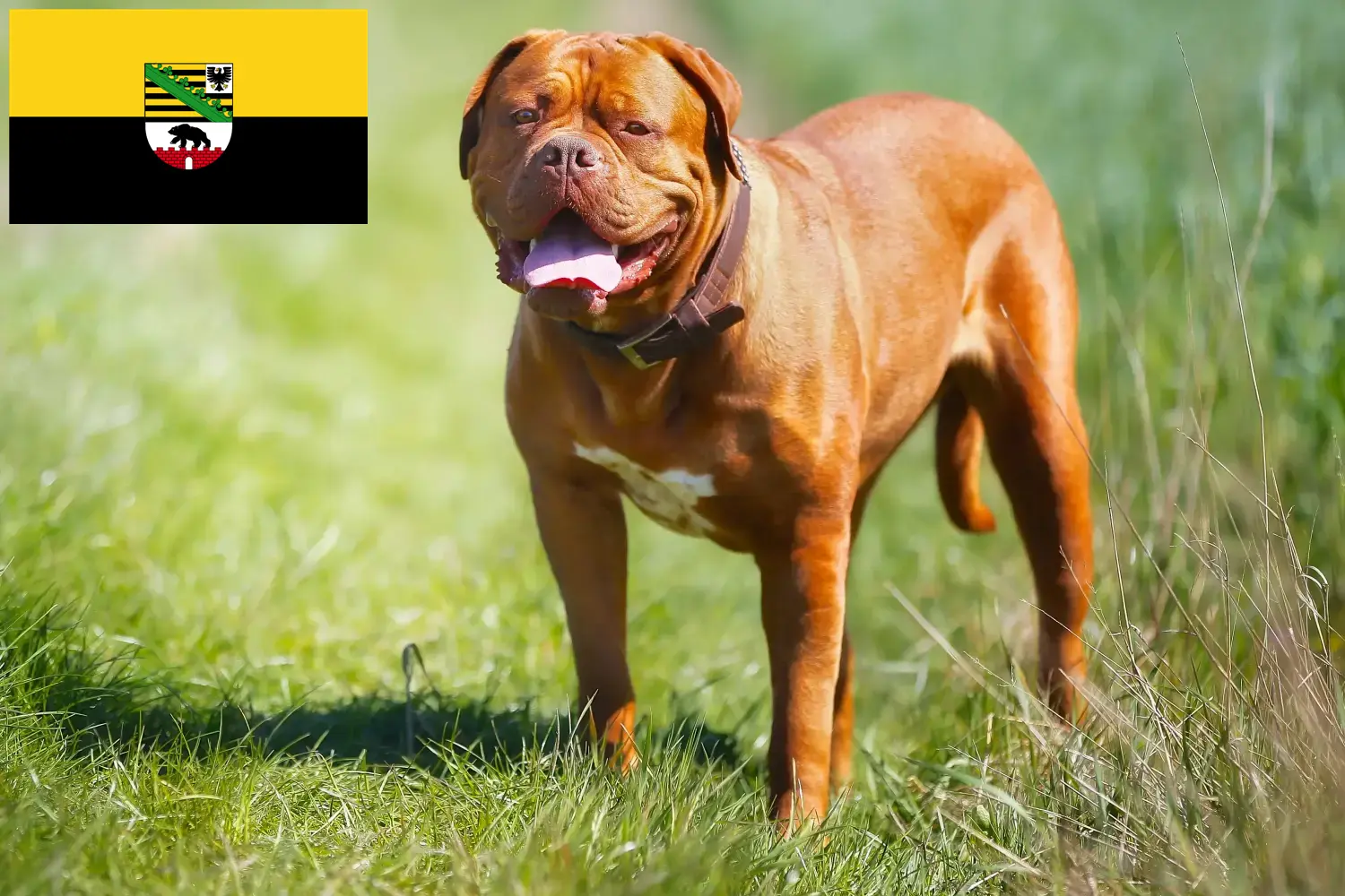 Read more about the article Criadores de Dogue de Bordeaux e cachorros em Saxónia-Anhalt