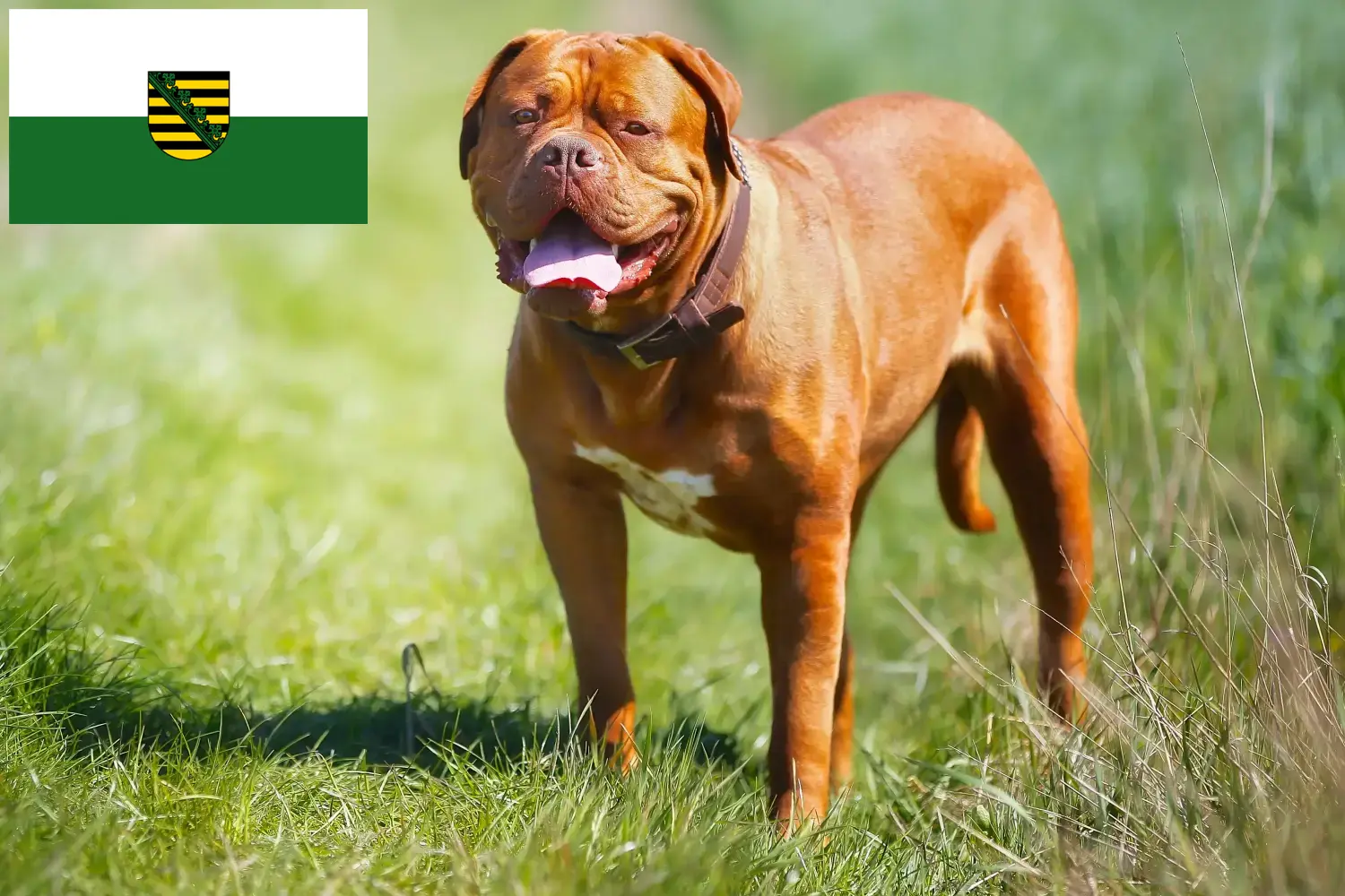 Read more about the article Criadores de Dogue de Bordeaux e cachorros na Saxónia