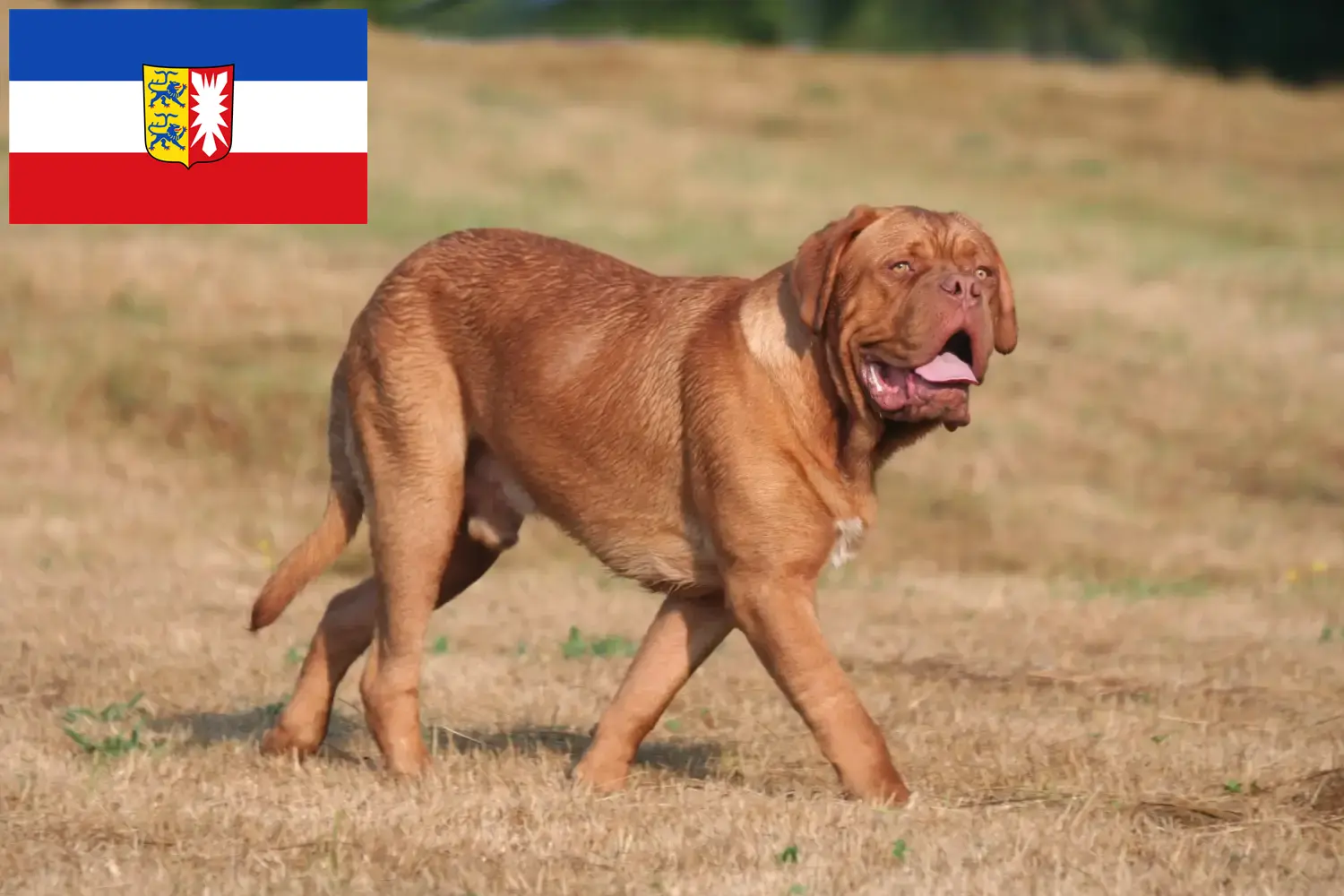 Read more about the article Criadores de Dogue de Bordeaux e cachorros em Schleswig-Holstein