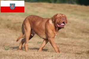 Read more about the article Criadores de Dogue de Bordeaux e cachorros na Turíngia