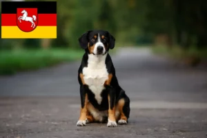 Read more about the article Cão de montanha Entlebucher Criador e cachorros na Baixa Saxónia