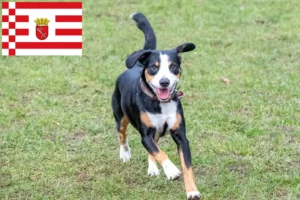 Read more about the article Cão de montanha Entlebucher Criador e cachorros em Bremen