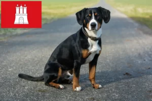 Read more about the article Cão de montanha Entlebucher Criador e cachorros em Hamburgo