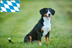 Read more about the article Entlebuch Mountain Dog Breeder e cachorros na Baviera