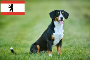 Read more about the article Cão de montanha Entlebucher Criador e cachorros em Berlim