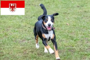 Read more about the article Cão de montanha Entlebucher Criador e cachorros em Brandenburg