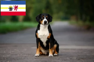 Read more about the article Cão de montanha Entlebucher Criador e cachorros em Mecklenburg-Vorpommern