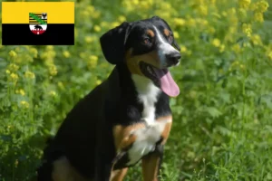 Read more about the article Cão de montanha Entlebucher Criador e cachorros em Saxónia-Anhalt