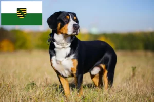 Read more about the article Cão de montanha Entlebucher Criador e cachorros em Saxónia