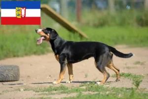 Read more about the article Cão de montanha Entlebucher Criador e cachorros em Schleswig-Holstein