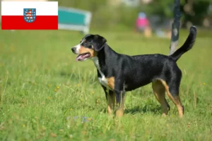 Read more about the article Cão de montanha Entlebucher Criador e cachorros em Turíngia