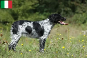 Read more about the article Epagneul Breton criadores e cachorros em Itália