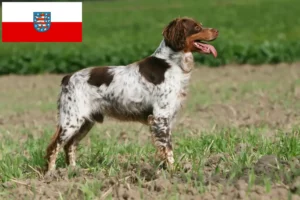 Read more about the article Epagneul Breton criadores e cachorros na Turíngia