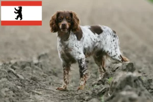 Read more about the article Epagneul Breton criadores e cachorros em Berlim