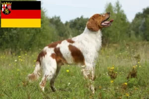 Read more about the article Epagneul Breton criadores e cachorros na Renânia-Palatinado