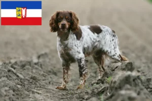 Read more about the article Epagneul Breton criadores e cachorros em Schleswig-Holstein